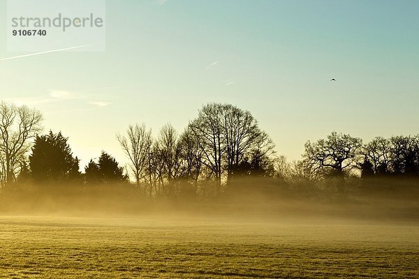 Wintermorgenlandschaft mit über dem Feld schwebendem Nebel