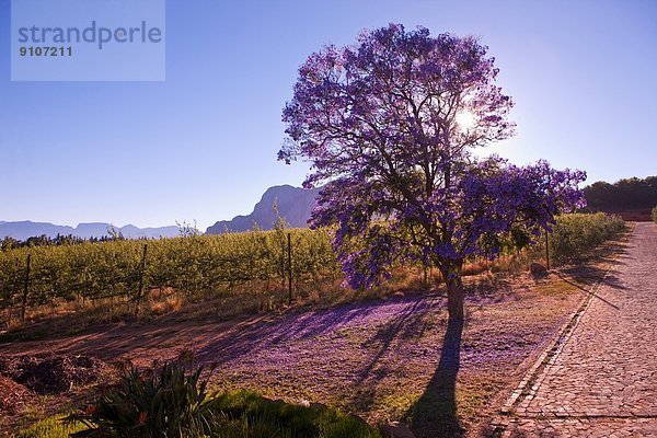 Blühender Baum und Reben  Kapstadt  Südafrika