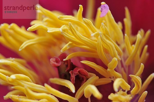 Nahaufnahme eines rosa Blütenblattes mit gelben Staubgefäßen