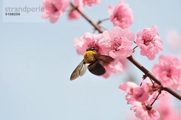 Nahaufnahme der Bienenfütterung von Pfirsichblüten