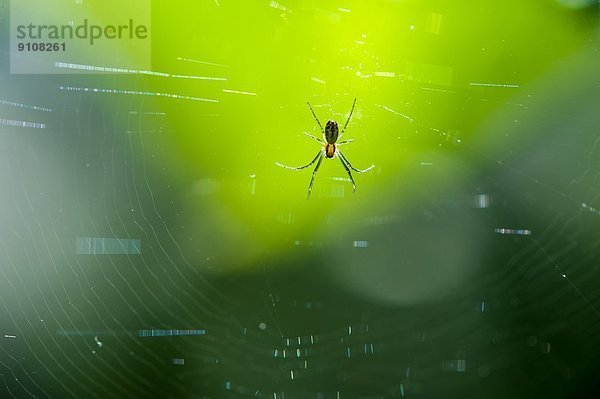 Nahaufnahme der Spinne im Netz