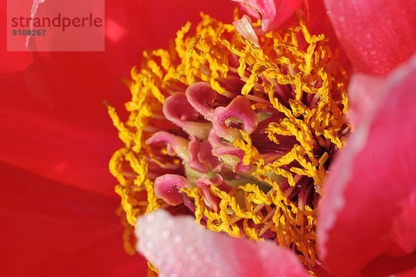 Makrofotografie von rosa Blütenblättern mit gelben Staubgefäßen