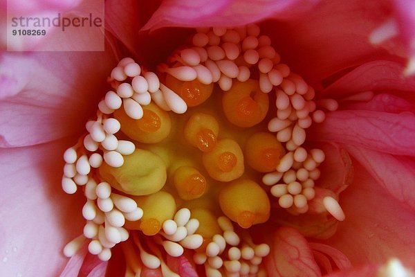 Makrofotografie von rosa Blütenblättern mit weißen und gelben Staubgefäßen