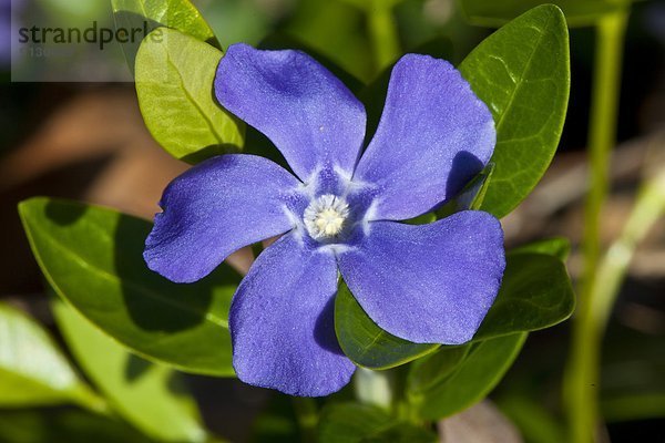 Periwinkle wildflower  (Vinca minor)