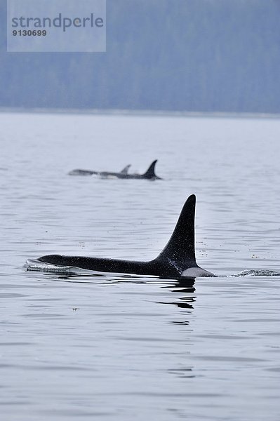 Schwertwal  Orcinus orca  Bulle  Stier  Stiere  Bullen  Sommer  Lachs  Mitglied  Geographie  Johnstone Strait  British Columbia  Kanada  füttern  Vancouver Island  Wal