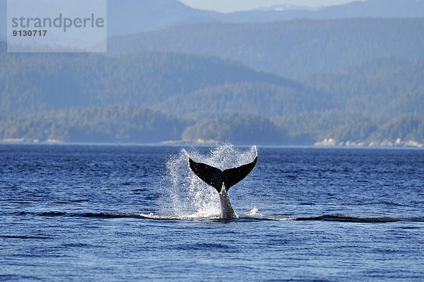 schlagen  Verhalten  British Columbia  Kanada  Vancouver Island  Wal