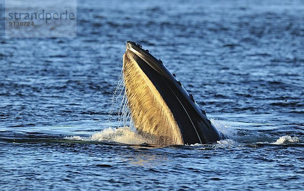 Ausfallschritt  Verhalten  British Columbia  Kanada  füttern  Vancouver Island  Wal