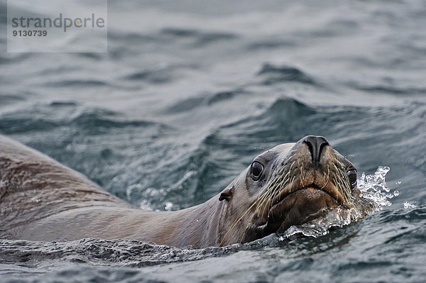 Seelöwe nahe schwimmen zeigen Stellersche Seelöwe Eumetopias jubatus heulen - Tierlaut British Columbia Kanada Vancouver Island