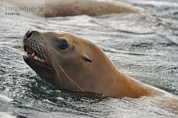 Seelöwe nahe schwimmen zeigen Stellersche Seelöwe Eumetopias jubatus heulen - Tierlaut British Columbia Kanada Vancouver Island