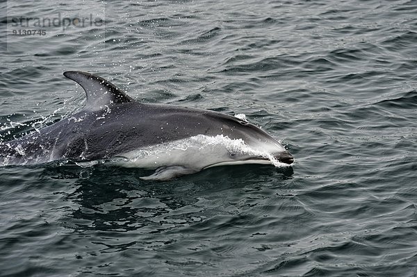 Delphin  Delphinus delphis  weiß  Pazifischer Ozean  Pazifik  Stiller Ozean  Großer Ozean  Geräusch  Seitenansicht  British Columbia  Kanada  Dalbe  Vancouver Island
