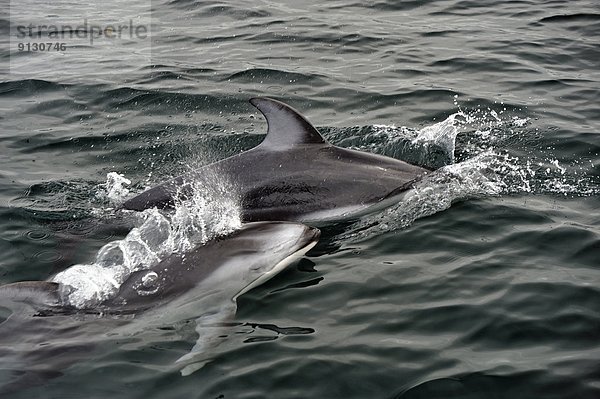 Delphin  Delphinus delphis  weiß  Pazifischer Ozean  Pazifik  Stiller Ozean  Großer Ozean  Geräusch  Seitenansicht  Kanada  Dalbe