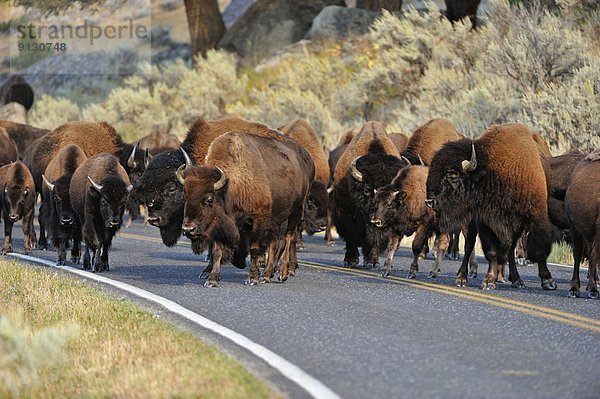 Vereinigte Staaten von Amerika  USA  Fernverkehrsstraße  amerikanisch  Bison  Wyoming