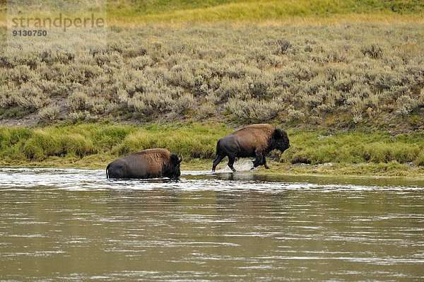 Vereinigte Staaten von Amerika  USA  Fluss  amerikanisch  schwimmen  Yellowstone Nationalpark  Bison  Wyoming