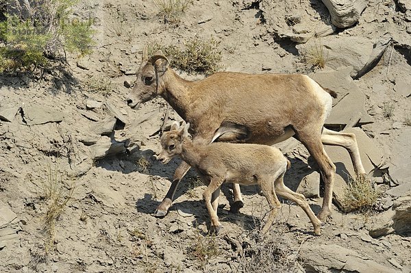 Vereinigte Staaten von Amerika  USA  Lamm  Tal  Schaf  Ovis aries  Mutterschaf  Dickhornschaf  Ovis canadensis