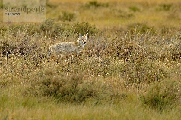 Vereinigte Staaten von Amerika  USA  Kojote  Canis latrans  See  Jagd  Schwan  Wyoming