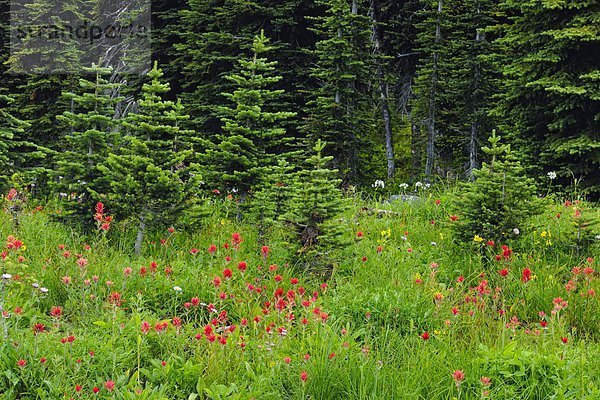 Arnika  Arnica montana  Pinsel  Blume  Berg  Pflanze  Wiese  British Columbia  Kanada