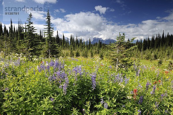 Baum  Berg  Wildblume  Wiese  Tanne  British Columbia  Kanada