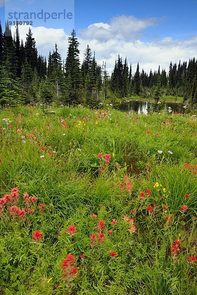 Pinsel  Blume  Berg  Pflanze  Indianer  Wiese  British Columbia  Kanada