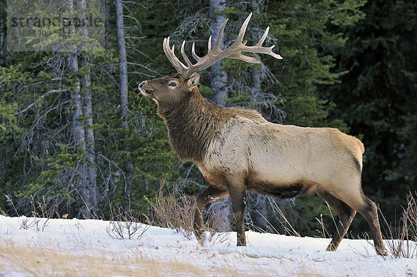 Elch  Alces alces  Bulle  Stier  Stiere  Bullen  bedecken  gehen  groß  großes  großer  große  großen  vorwärts  Jasper Nationalpark  Alberta  Kanada  Schnee