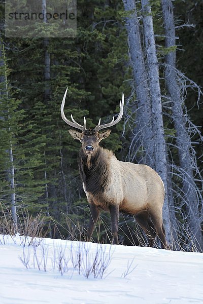 Elch  Alces alces  Bulle  Stier  Stiere  Bullen  bedecken  vorwärts  Jasper Nationalpark  Alberta  Kanada  Schnee