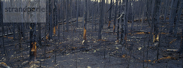 Fichte  Tanne  Wald  Zeit  verbrannt  Feuer  Serie  British Columbia  Tweedsmuir Provincial Park