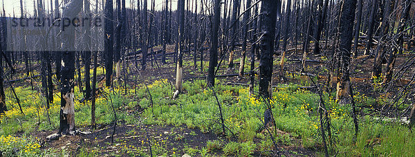 Fichte  Tanne  Fotografie  nehmen  Wald  Zeit  verbrannt  Feuer  Serie  schreiben  2  britisch  Tweedsmuir Provincial Park