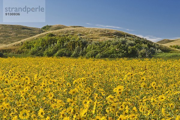 Saskatchewan  Kanada