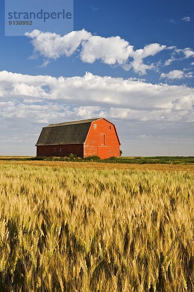 Feld Scheune rot Weizen Saskatchewan Kanada alt
