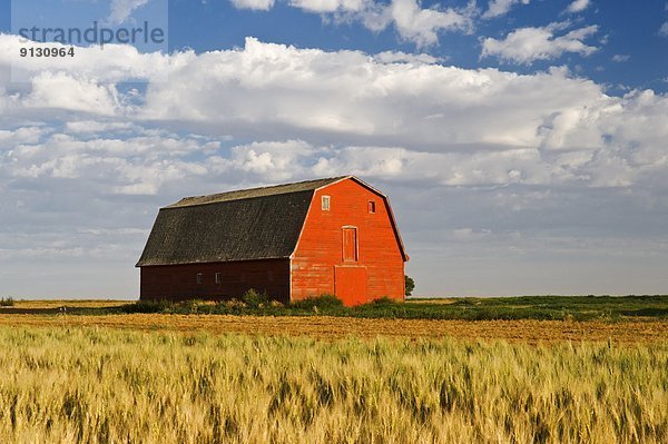 Feld  Scheune  rot  Weizen  Saskatchewan  Kanada  alt