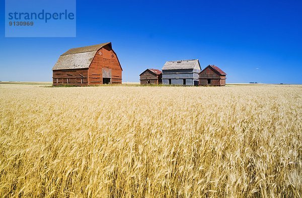 Getreide Feld Scheune rot Weizen Saskatchewan Kanada alt