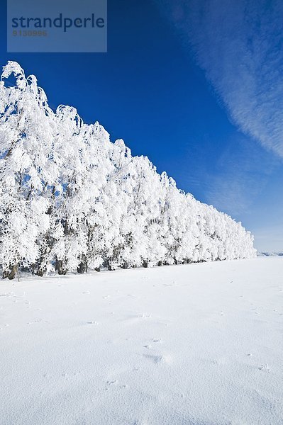 Baum  Hütte  Frost  Gürtel  Kanada  Manitoba