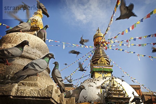 Kathmandu  Hauptstadt  Fokus auf den Vordergrund  Fokus auf dem Vordergrund  Wildtaube  Nepal  Stupa