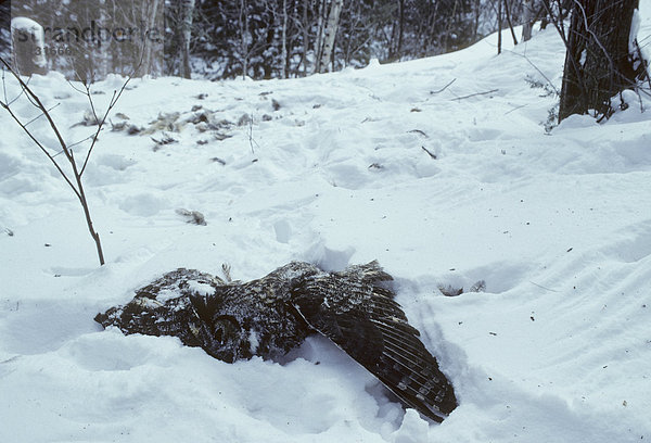 Steinadler Aquila chrysaetos Winter töten groß großes großer große großen Uhu Europäischer Uhu Bubo bubo Erwachsener Kanada Ontario Eule