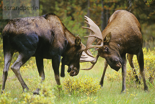 zeigen  Kraft  Prüfung  Bedrohung  Herbst  Schlacht  1  Geschwindigkeit  Elch  Alces alces  Jasper Nationalpark  herausnehmen  Alberta  Kanada