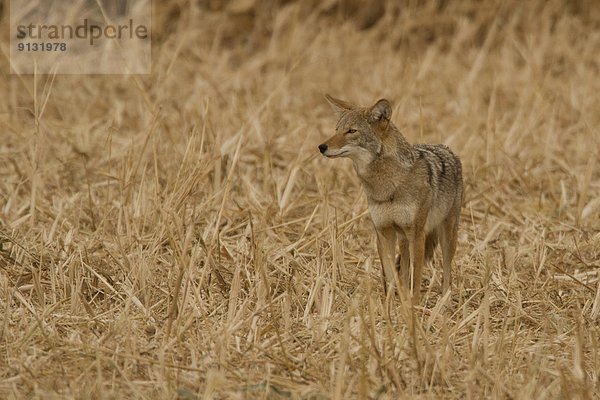 Vereinigte Staaten von Amerika  USA  Kojote  Canis latrans  New Mexico