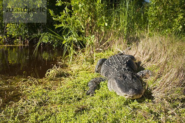 Vereinigte Staaten von Amerika  USA  Mississippi-Alligator  Hechtalligator  Alligator mississippiensis  Everglades Nationalpark  Florida