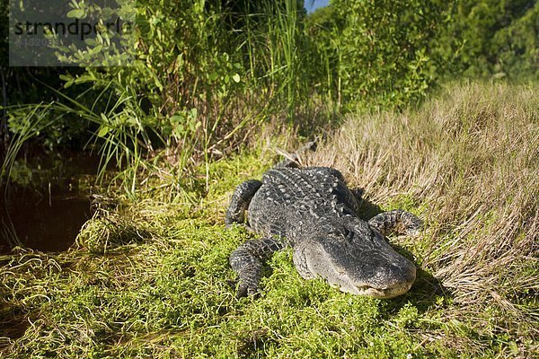 Vereinigte Staaten von Amerika  USA  Mississippi-Alligator  Hechtalligator  Alligator mississippiensis  Everglades Nationalpark  Florida