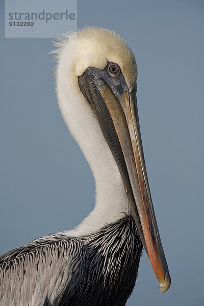 Vereinigte Staaten von Amerika  USA  Brauner Pelikan  braune Pelikane  Pelecanus occidentalis  Everglades Nationalpark  Florida