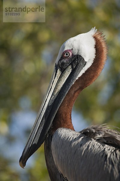 Vereinigte Staaten von Amerika  USA  Brauner Pelikan  braune Pelikane  Pelecanus occidentalis  Everglades Nationalpark  Florida