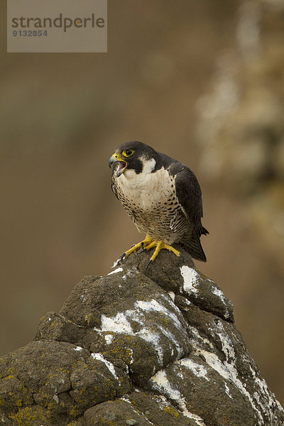 Wanderfalke  Falco peregrinus  Kamloops  Kanada