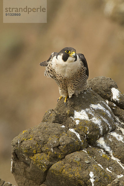 Wanderfalke  Falco peregrinus  Kamloops  Kanada
