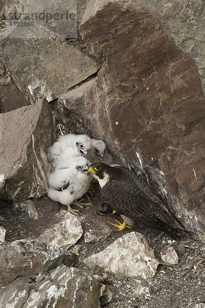 Wanderfalke  Falco peregrinus  Spences Bridge  British Columbia  Kanada