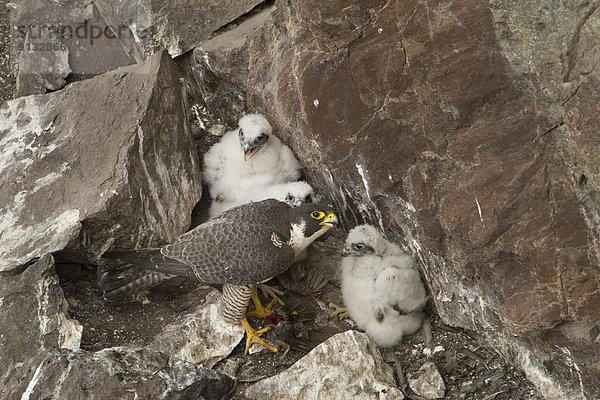 Wanderfalke  Falco peregrinus  Spences Bridge  British Columbia  Kanada