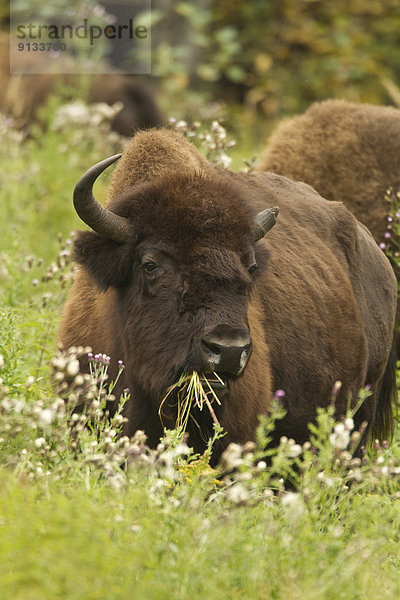 Waldbison  Bison bison athabascae  Elk Island Nationalpark  Alberta  Kanada