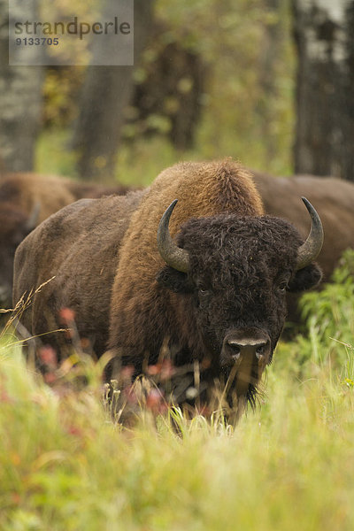 Waldbison  Bison bison athabascae  Elk Island Nationalpark  Alberta  Kanada