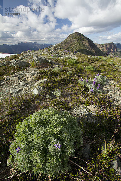 Strathcona Provincial Park  Kanada  Vancouver Island