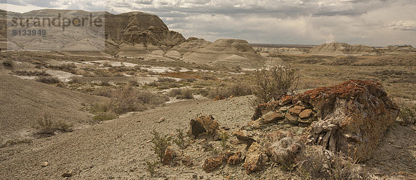 Vereinigte Staaten von Amerika  USA  Steppe