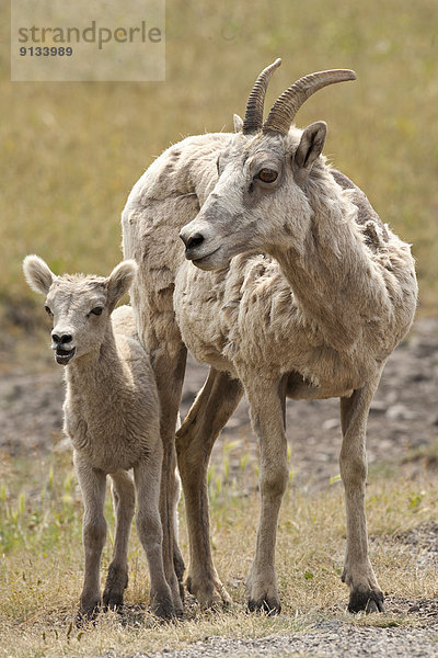 Dickhornschaf  Ovis canadensis  Alberta  Kanada