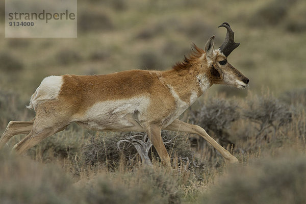 Gabelbock  Antilocapra americana  Wyoming