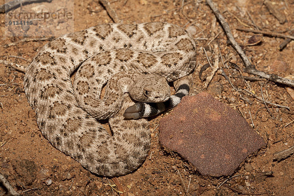 Vereinigte Staaten von Amerika  USA  Arizona  Texas-Klapperschlange  Crotalus atrox